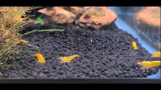 WE GOT SHRIMPS Unboxing amp Acclimation [upl. by Aicertap]