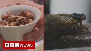 The chef cooking up insect flavour bombs  BBC News [upl. by Maram]