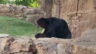 Spectacled bear [upl. by Waltner]