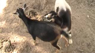 Goats Mating [upl. by Neltiac]