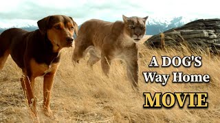 A Dogs Way Home Movie ReviewPlot In Hindi  MOVIE RECAP  MOVIE EXPLAIN [upl. by Asiram]