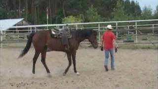 Spokojny Koń na sprzedaż  ujeżdżony w western  Albert Janik  do rekreacji lub sportu [upl. by Animar157]