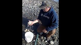 Butter Clamming Easy limit in 15 minuets [upl. by Bella]