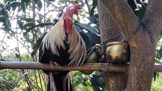 Hoabachthuy đang phát trực tiếpJapanese black chicken long tail ornamental chicken [upl. by Crispas969]