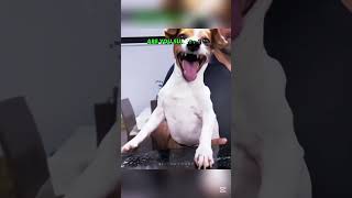 Best dogs ☠️ trollface edit troll [upl. by Jeana168]