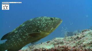 Scuba Diving in Kas Turkey [upl. by Araz516]