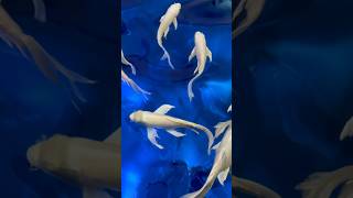 Lucky Butterfly Carp Relaxing Aquarium for sleep ASMR 3hr insomnia sleep Studying meditation [upl. by Mcwilliams]