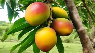 Mango tree from a seed  How to grow at home  Mangifera indica [upl. by Beth760]