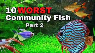 Top 10 WORST Community Aquarium Fish part 2 [upl. by Millman]