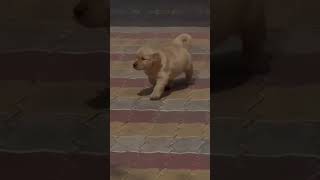 Adorable Golden Retriever puppy videos [upl. by Khoury]