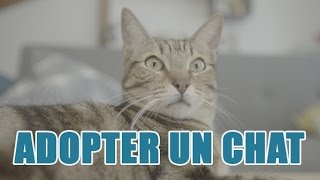 Quelles sont les procédures pour adopter un chat [upl. by Suivatal]