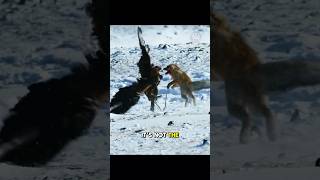 Eagle vs Fox Winter Survival Showdown [upl. by Netnilc]