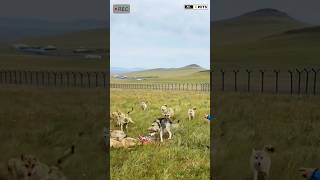 Dog vs Aggressive wolfs viral shorts wolfs dogs [upl. by Atihcnoc]