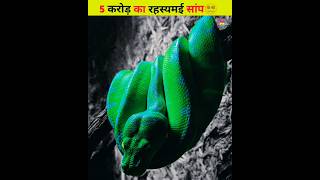 5 करोड़ का रहस्यमई सांप😵‍💫shorts mysterioussnake largestsnakeintheworld dangerousanimals [upl. by Enomahs]