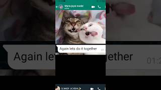 chipi chipi cat cat viral youtubeshorts viralsahorts [upl. by Acnaiv]