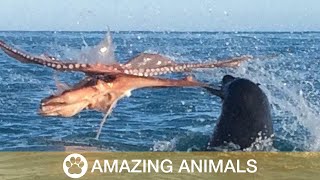 Epic Seal vs Octopus Battle [upl. by Ellinger243]