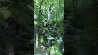 【Aomori Pref】Oirase Gorge～Lake Towada JR Bus Tohoku shorts [upl. by Ycam]