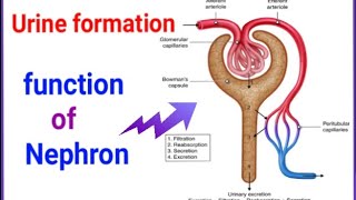 Structure and function of Nephron urine formation in kidneysolute and solvent balancenephron [upl. by Copland]