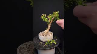 Boxwood Bonsai  Spring Prep 12 [upl. by Alehcim]