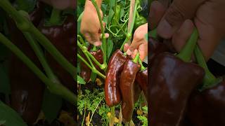 The longest sweetest peppers we’ve ever grown in the backyard garden [upl. by Arelus]