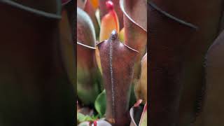 Heliamphora purpurascens  AW RSC  watch a pitcher inflate and open [upl. by Dambro239]