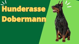 🐶🐕🐩 Hunderasse Dobermann 🐕 Dobermann Rasseportrait 🐶🐕🐩 [upl. by Malvino]