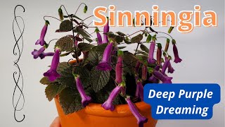 Sinningia Deep Purple Dreaming  Plant Profile [upl. by Arlyne]