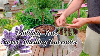 How to grow LAVENDER Cuttings [upl. by Alisa]