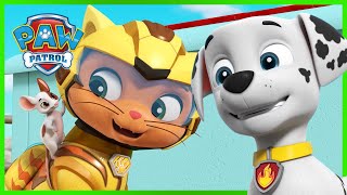 Cat Pack amp Moto Pups Rescues 🎡 PAW Patrol Compilation  Cartoons for Kids [upl. by Cavanagh]