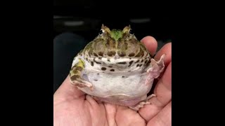 Thicc frog [upl. by Ciro]