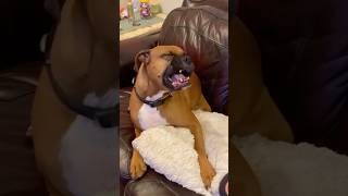 boxer dog sneeze went wrong 🫣 shorts dog boxer puppies viralvideo pets puppy boxerdog [upl. by Akamahs]