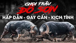 🔴 CHUNG KẾT CHỌI TRÂU ĐỒ SƠN P2 Những Cặp Đấu Hay Nhất Lễ Hội Chọi Trâu Đồ Sơn 2023 choitraudoson [upl. by Etsirhc]