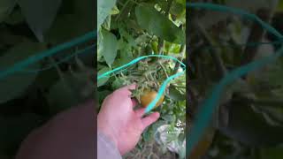 Cultivo de tomate 🍅 hortalizas plantas horticultura agronomos agricultura frutas agronomia [upl. by Sirdi794]