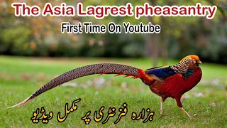 Hazara peasantry Mansehra  Asias biggest pheasantry  bilaldiscoveries [upl. by Ammadis]