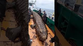 Giant Sea Monsters Caught by Fishermen 🐙🎣GiantSeaCreatures FishingDiscoveries OceanMysteries [upl. by Cand492]