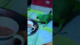 Parrot eating tea and biscuit talkingparrot parrotspeak short [upl. by Ahsiener]