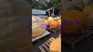 This event was held in Kasterlee Belgium on October 2024 pumpkin travelling unique [upl. by Schouten59]