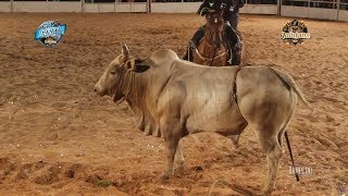 REI DA SAFRA  Melhor Touro do CRP 2017 [upl. by Pasol]