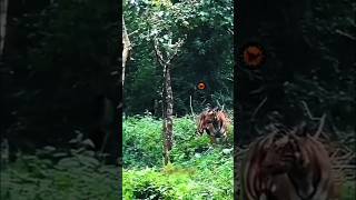 TIGER VS WILD BUFFALO [upl. by Angell]