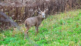 Bow Hunting Pennsylvania 2024  Andrews Rutcation  BIG DOE DOWN  Ravin Crossbow Heart Shot  USA [upl. by Dawna]