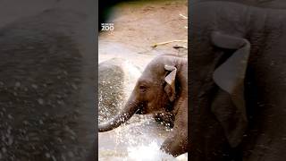 Elephant herd enjoying the spring rain at Melbourne Zoo melbournezoo zoo elephant [upl. by Hsina]