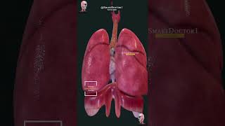 😍 The heart and the respiratory system 🫀🫁✨ [upl. by Attenweiler124]