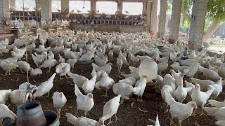 Poultry Farming in Pakistan  poultry farming egg production  part 19 [upl. by Akiemaj78]