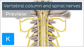 Vertebral column and spinal nerves preview  Human Anatomy  Kenhub [upl. by Wolgast451]