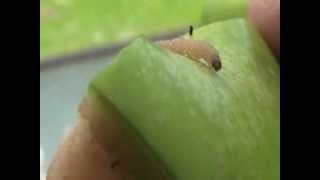 Apple Codling Moth Larvae  worm CLOSE UP view [upl. by Sucramad]