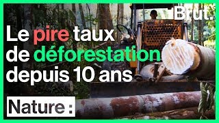 Forêt amazonienne  pire taux de déforestation depuis 10 ans [upl. by Grof]