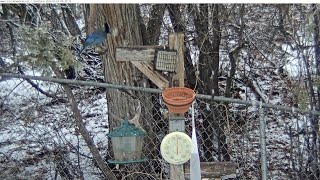 Redstone Bird Feeder Saturday Feb 3 2024 [upl. by Meeka895]