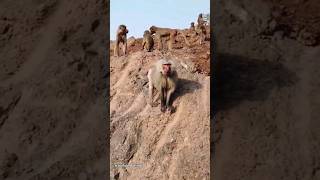 The chacma baboon Papio ursinus also known as the Cape baboon youtube4animal monkey animals [upl. by Alexia]