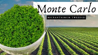 How To Grow the BEST Carpet plant for your aquarium  Monte Carlo Micranthemum Tweediei [upl. by Oicram]