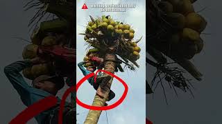 Cutting a Coconut Tree without Safety Equipment treefelling chainsawman arborist logging [upl. by Disraeli522]